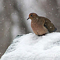 Mourning Dove In Snow by Karen Adams Mourning Dove In Snow by Karen Adams