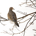 Mourning Dove Photograph by Holden The Moment Mourning Dove Photograph by Holden The Moment