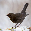 Mrs Blackbird and the peanuts Photograph by Torbjorn Swenelius Mrs Blackbird and the peanuts Photograph by Torbjorn Swenelius