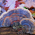 Multicolor Mushroom by Joshua Bales Multicolor Mushroom by Joshua Bales