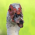 Muscovy Duck by Rudy Umans Muscovy Duck by Rudy Umans