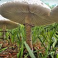 Mushroom Canopy by Martin Konopacki