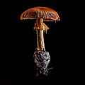 Mushroom by Edward Fielding Mushroom by Edward Fielding