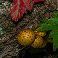 Mushrooms On The Forest Floor by Paul Freidlund Mushrooms On The Forest Floor by Paul Freidlund