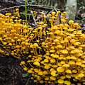 Mushrooms On Tree Trunk Panguana Nature Photograph by Konrad Wothe Mushrooms On Tree Trunk Panguana Nature Photograph by Konrad Wothe
