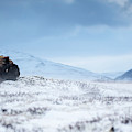 Muskox In A Winter Landscape , Sitting Photograph by Raffi Maghdessian Muskox In A Winter Landscape , Sitting Photograph by Raffi Maghdessian