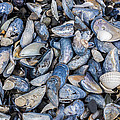 Mussel Beach Photograph by Nigel R Bell Mussel Beach Photograph by Nigel R Bell
