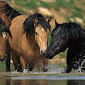 Mustangs At Waterhole In Summer Photograph by Yva Momatiuk and John Eastcott Mustangs At Waterhole In Summer Photograph by Yva Momatiuk and John Eastcott