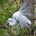 My Beautiful Plumage Photograph by Kathy Baccari My Beautiful Plumage Photograph by Kathy Baccari