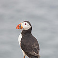 My Feathered Friend by Evelina Kremsdorf My Feathered Friend by Evelina Kremsdorf