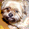My Friend Lhasa Apso by Sergey Bezhinets My Friend Lhasa Apso by Sergey Bezhinets