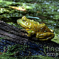 My Handsome Prince Photograph by Kathy Baccari My Handsome Prince Photograph by Kathy Baccari
