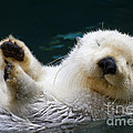 Napping On The Water by Mike Dawson Napping On The Water by Mike Dawson