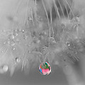 Nature's Crystal Ball Photograph by Marianna Mills Nature's Crystal Ball Photograph by Marianna Mills