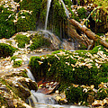 Nature's Trickle by Tracy Smith