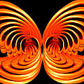 Nautilus Wings Photograph by Jim Painter Nautilus Wings Photograph by Jim Painter