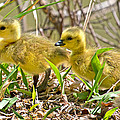 New Beginnings by Betsy Knapp New Beginnings by Betsy Knapp