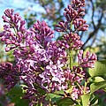 Purple Lilac Photograph by Eunice Miller Purple Lilac Photograph by Eunice Miller
