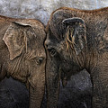 Nighty Night Darling Photograph by Joachim G Pinkawa Nighty Night Darling Photograph by Joachim G Pinkawa
