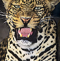 NO SOLICITORS African Leopard Endangered Species Wildlife Rescue Photograph by Dave Welling NO SOLICITORS African Leopard Endangered Species Wildlife Rescue Photograph by Dave Welling