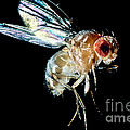 Normal Red-eyed Fruit Fly Photograph by Darwin Dale Normal Red-eyed Fruit Fly Photograph by Darwin Dale