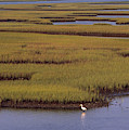 North Carolina Marsh Photograph by Frederica Georgia North Carolina Marsh Photograph by Frederica Georgia