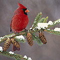 Cardinal and Pine Cones by Steve Gettle Cardinal and Pine Cones by Steve Gettle