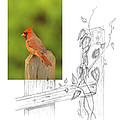 Northern Cardinal by Andrew McInnes Northern Cardinal by Andrew McInnes