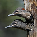 Northern Flicker Chicks In Nest Cavity Photograph by Michael Quinton Northern Flicker Chicks In Nest Cavity Photograph by Michael Quinton