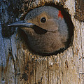 Northern Flicker In Nest Cavity Alaska Photograph by Michael Quinton Northern Flicker In Nest Cavity Alaska Photograph by Michael Quinton