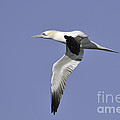Northern Gannet in flight Photograph by Bradford Martin Northern Gannet in flight Photograph by Bradford Martin
