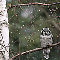 Northern Hawk Owl During Snowfall Alaska Photograph by Michael Quinton Northern Hawk Owl During Snowfall Alaska Photograph by Michael Quinton