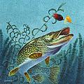 Northern Pike Spinner Bait Framed Print by JQ Licensing