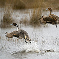Northern Pintail Flight by Mike Dawson Northern Pintail Flight by Mike Dawson