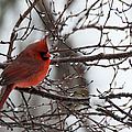 Northern red cardinal in winter Photograph by Jeff Folger Northern red cardinal in winter Photograph by Jeff Folger
