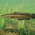 Northern Snakehead Photograph by USGS and USFWS/ Science Source Northern Snakehead Photograph by USGS and USFWS/ Science Source