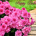 November Birthday by Kristin Elmquist November Birthday by Kristin Elmquist