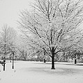 November Snow by Jean Macaluso November Snow by Jean Macaluso
