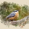 Nuthatch Watercolor Art Mixed Media by Christina Rollo Nuthatch Watercolor Art Mixed Media by Christina Rollo