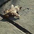 Oak Leaf on Autumn Sidewalk Photograph by Valerie Collins Oak Leaf on Autumn Sidewalk Photograph by Valerie Collins