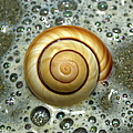Ocean Shell Spiral by Sandi OReilly Ocean Shell Spiral by Sandi OReilly
