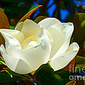 Oh Sweet Magnolia Photograph by Debra Martz Oh Sweet Magnolia Photograph by Debra Martz