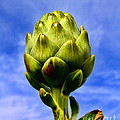 Okey Dokey Artie Choke E Artichokes By Diana Sainz Photograph by Diana Raquel Sainz Okey Dokey Artie Choke E Artichokes By Diana Sainz Photograph by Diana Raquel Sainz