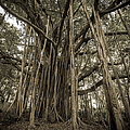 Old Banyan Tree Photograph by Adam Romanowicz Old Banyan Tree Photograph by Adam Romanowicz