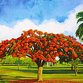 Old Flamboyan by Jose Manuel Abraham Old Flamboyan by Jose Manuel Abraham