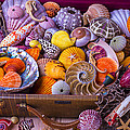 Old Suitcase With Seashells by Garry Gay Old Suitcase With Seashells by Garry Gay