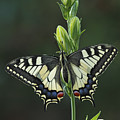 Oldworld Swallowtail Butterfly Photograph by Silvia Reiche Oldworld Swallowtail Butterfly Photograph by Silvia Reiche