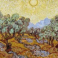 Olive Trees Painting by Vincent Van Gogh Olive Trees Painting by Vincent Van Gogh
