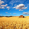 On Golden Fields Photograph by Bill  Robinson