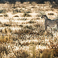 On the Prowl - Cheetah Photograph Photograph by Duane Miller